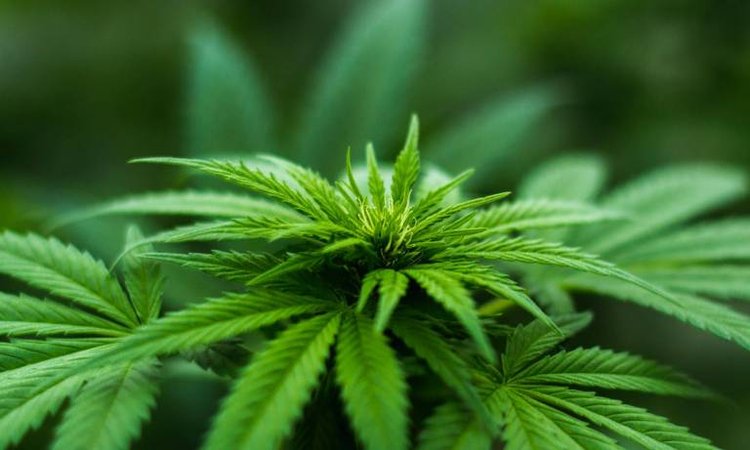 CBD
