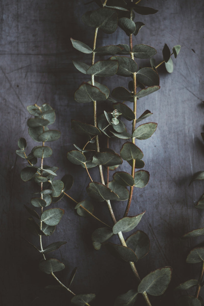 Eucalyptus